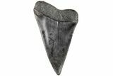 Fossil Broad-Toothed Mako Tooth - South Carolina #204769-1